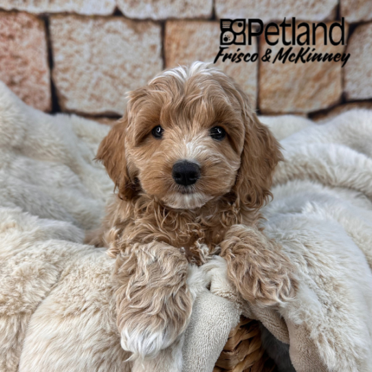 [#2541-01] Apricot M Cock A Poo 2nd Gen Puppies for Sale