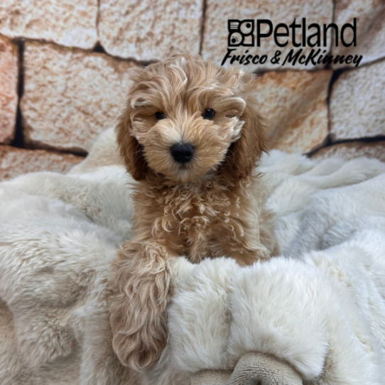 [#2541-02] Apricot M Cock A Poo 2nd Gen Puppies for Sale