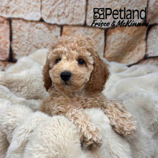 [#2541-05] Apricot F Cock A Poo 2nd Gen Puppies for Sale
