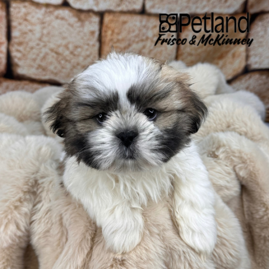 [#25135-03] Gold / White M Shih Tzu Puppies for Sale