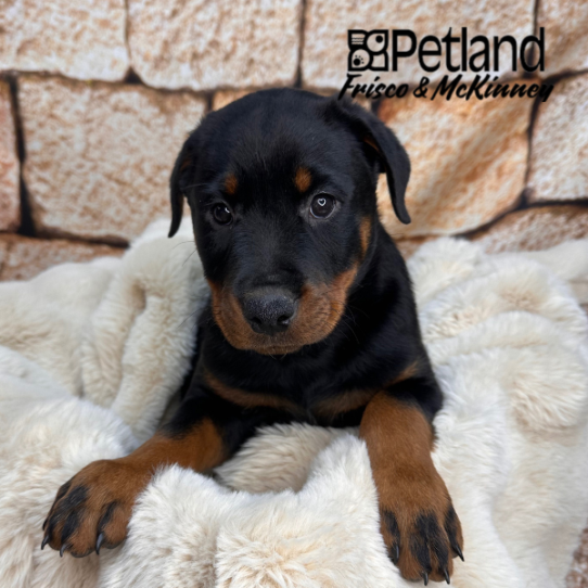 [#25668-03] Black / Tan M Rottweiler Puppies for Sale