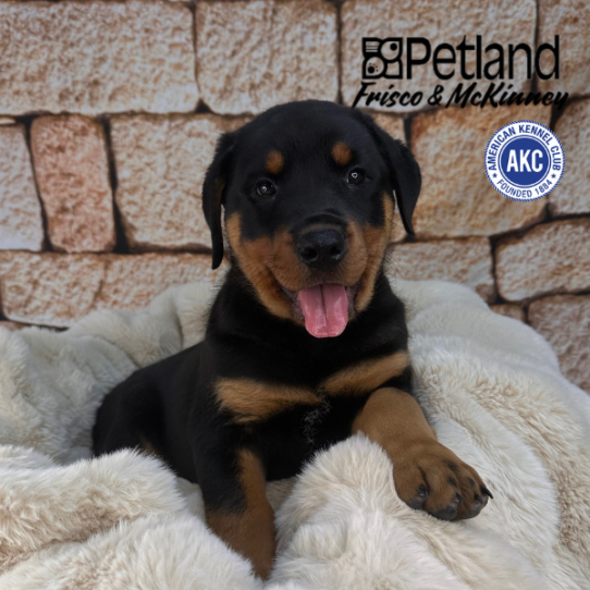 [#25668-04] Black / Tan M Rottweiler Puppies for Sale