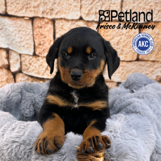 [#25668-07] Black / Tan F Rottweiler Puppies for Sale