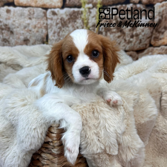 [#252617-02] Blenheim M Cavalier King Charles Spaniel Puppies for Sale