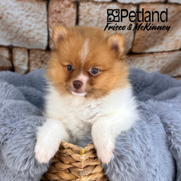 Pomeranian Puppy Red White Parti ID: 37782 Located at Petland