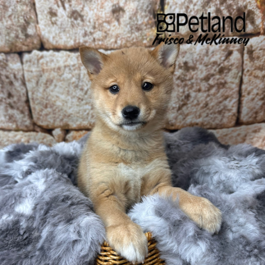[#252582-05] Red Sesame F Shiba Inu Puppies for Sale