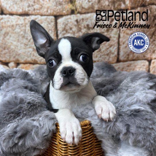 [#252505-02] Black / White M Boston Terrier Puppies for Sale
