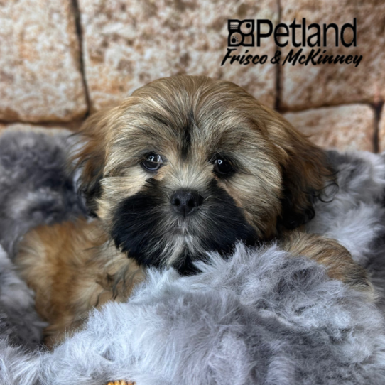 [#252509-05] Brindle F Lhasa Apso Puppies for Sale