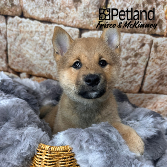 [#252582-04] Red Sesame M Shiba Inu Puppies for Sale