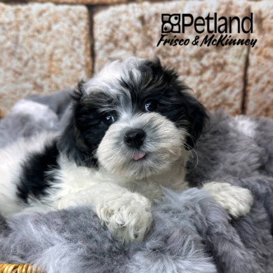 [#252687-01] White / Black M Yorkiepoo Puppies for Sale