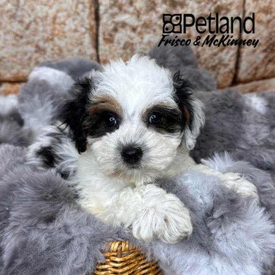 [#252687-06] White / Black F Yorkiepoo Puppies for Sale