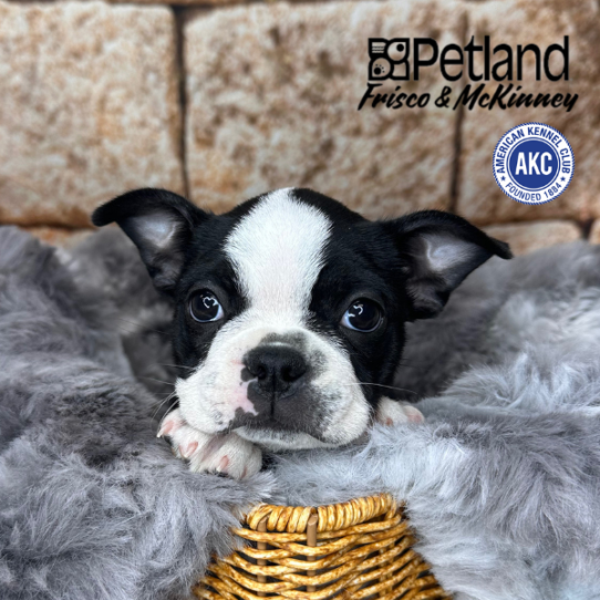 [#252724-03] Black / White F Boston Terrier Puppies for Sale