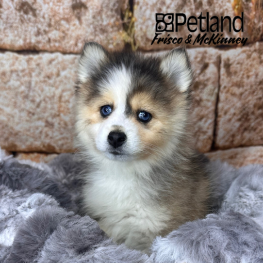 [#252835-05] Brown / White F Pomsky 2nd Gen Puppies for Sale