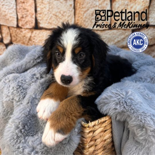 [#M11414] Black Rust and White M Bernese Mountain Dog Puppies for Sale