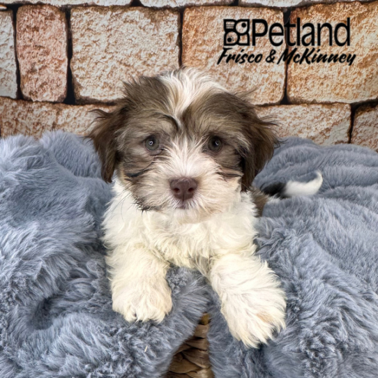 [#M11695] Chocolate Sable M Havanese Puppies for Sale