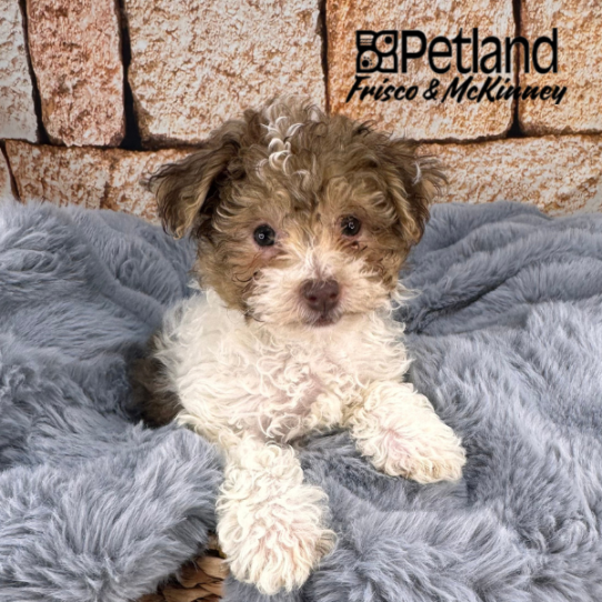 [#M11707] Chocolate Sable F Havanese Puppies for Sale