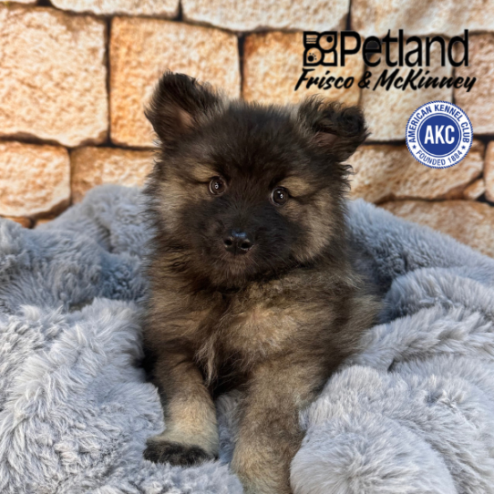 [#M13517] Grey Silver and Black M Keeshond Puppies for Sale