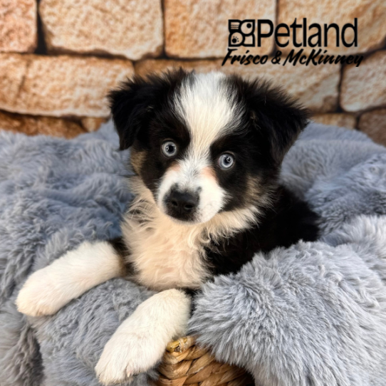 [#M11609] Black White and Brown M Miniature Australian Shepherd Puppies for Sale