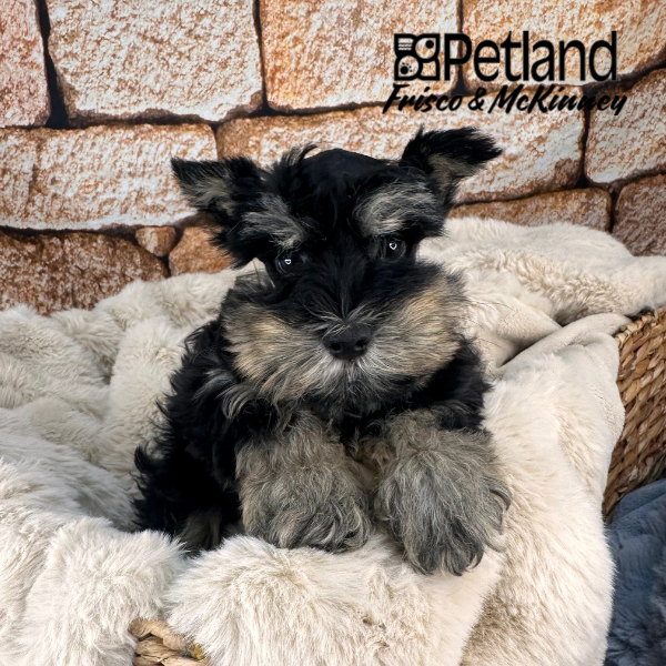 Miniature Schnauzer Puppy Black and Silver ID: 37803 Located at