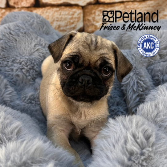[#M11714] Fawn F Pug Puppies for Sale