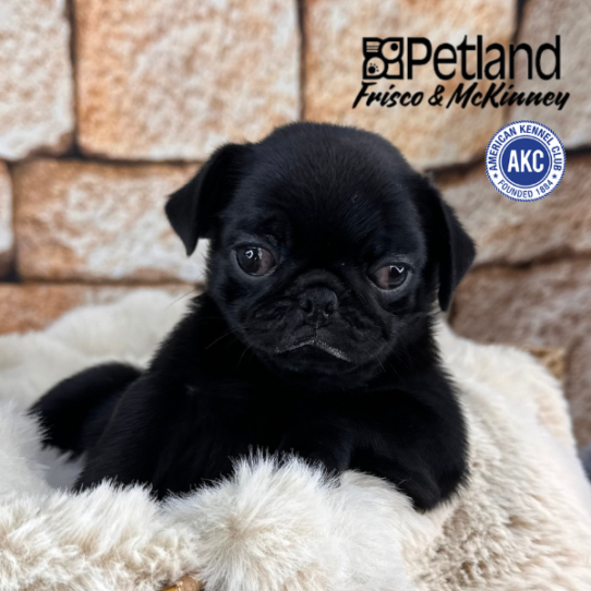 [#M11717] Black F Pug Puppies for Sale
