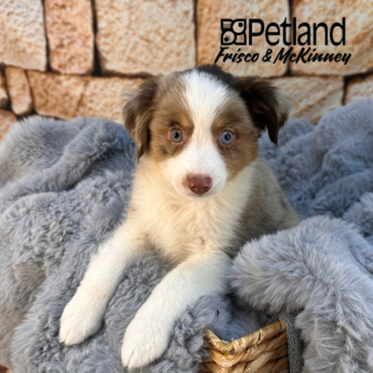 [#M11666] Red Merle M Toy Australian Shepherd Puppies for Sale