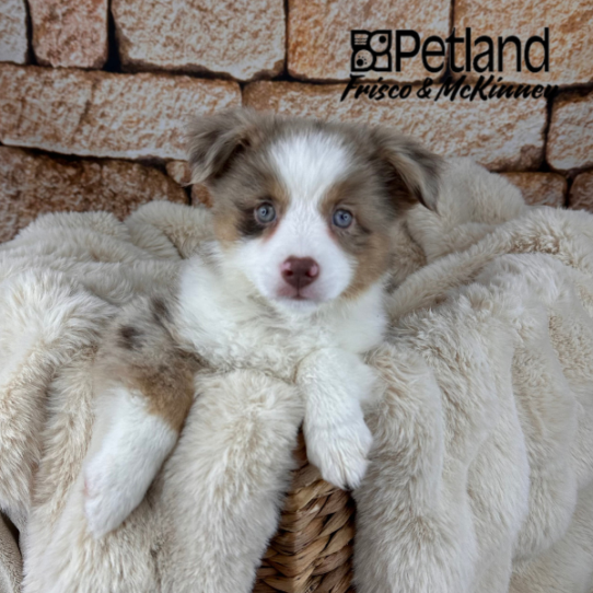 [#M11665] Red Merle F Toy Australian Shepherd Puppies for Sale