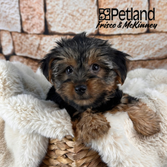 [#M11873] Black and Tan M Yorkshire Terrier Puppies for Sale