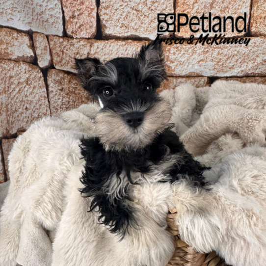 [#M11505] Black and Silver M Miniature Schnauzer Puppies for Sale
