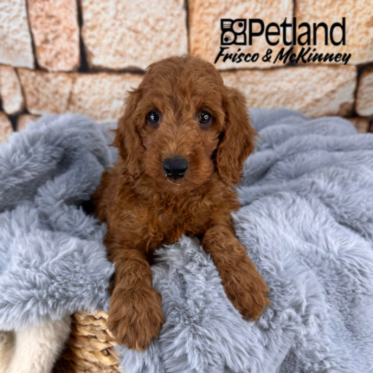 [#2543-04] Red M Irishdoodle Mini Puppies for Sale