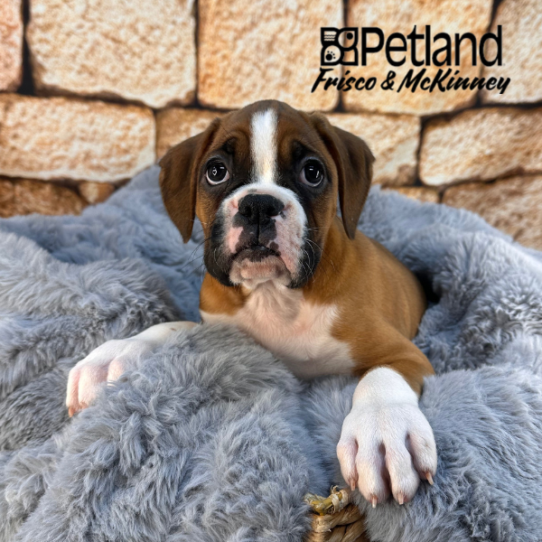 [#2544-02] Fawn F Boxer Puppies for Sale