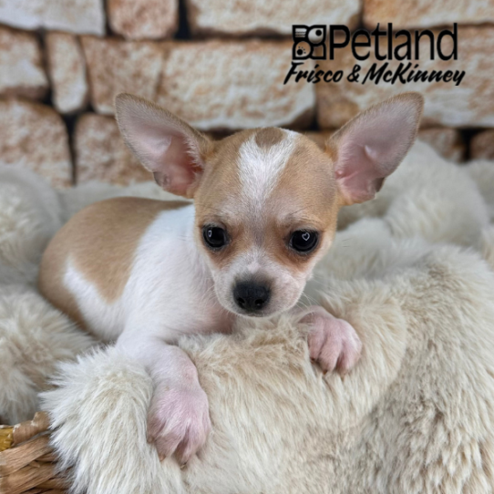 [#252662-05] Fawn / White M Chihuahua Puppies for Sale