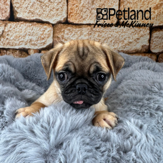 [#252676-01] Fawn F Pug Puppies for Sale