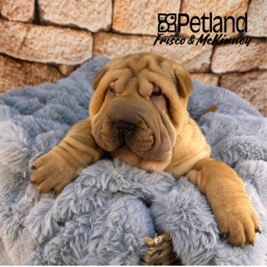 [#252710-01] Red M Chinese Shar-Pei Puppies for Sale