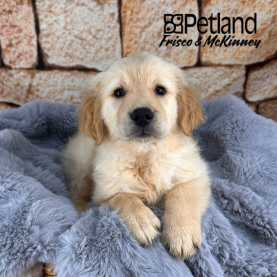 [#252715-02] Golden M Golden Retriever Puppies for Sale