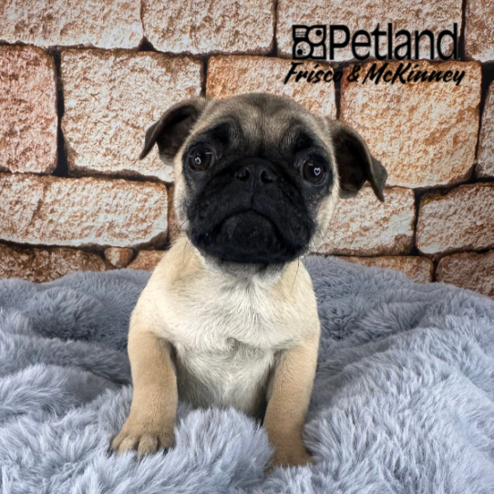 [#252722-01] Fawn M Pug Puppies for Sale