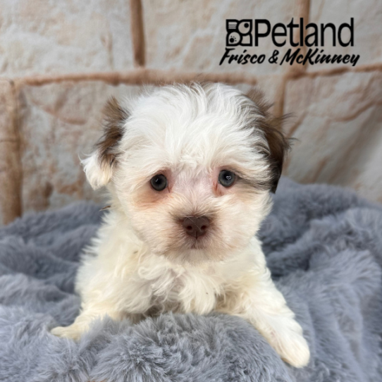 [#252575-04] Chocolate / White F Havanese Puppies for Sale