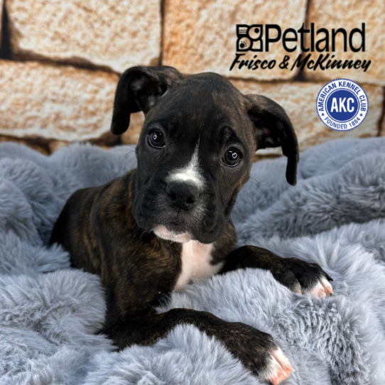 [#252439-03] Brindle / White F Boxer Puppies for Sale