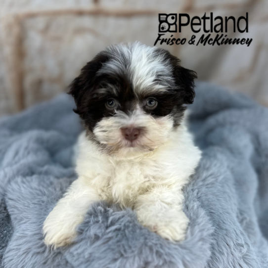 [#252797-01] Chocolate / White M Havanese Puppies for Sale