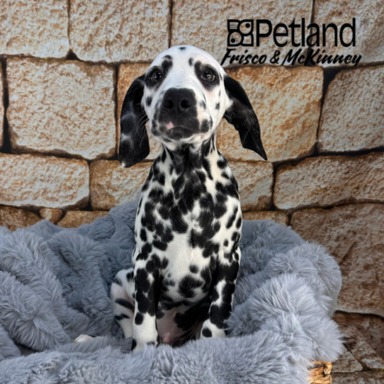 [#252488-03] White / Black M Dalmatian Puppies for Sale