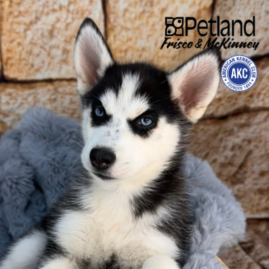 [#252685-05] Black / White F Siberian Husky Puppies for Sale