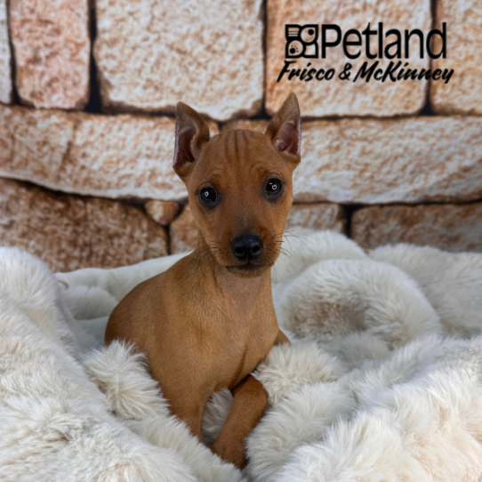[#252785-03] Chocolate / Rust M Miniature Pinscher Puppies for Sale