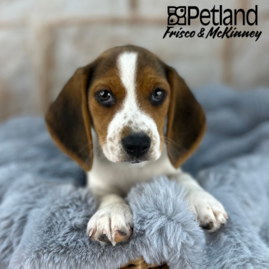 [#252545-07] Tri-Colored F Beagle Puppies for Sale
