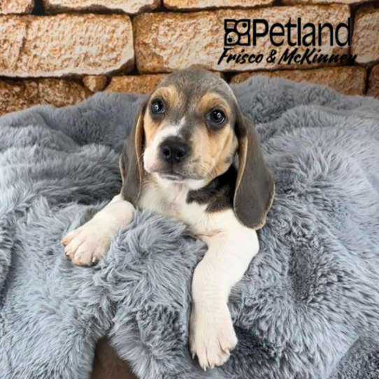 [#252681-01] Blue White / Tan M Beagle Puppies for Sale