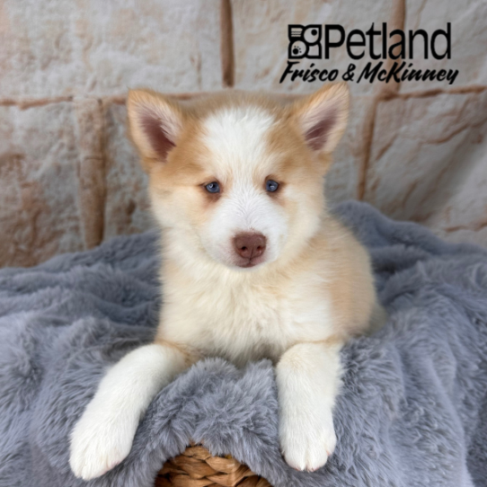 [#252357-06] Tan F Pomsky 2nd Gen Puppies for Sale