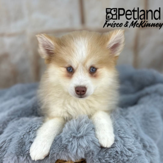 [#252357-02] Tan M Pomsky 2nd Gen Puppies for Sale