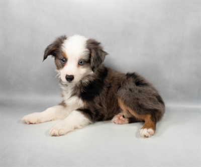 [#M10770] Blue Merle White and Tan M Miniature Australian Shepherd Puppies for Sale