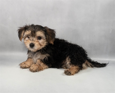 [#M10793] Black and Tan M Morkie Puppies for Sale