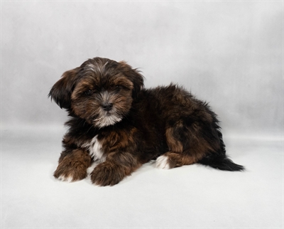 [#M11010] Red F Shorkie Puppies for Sale