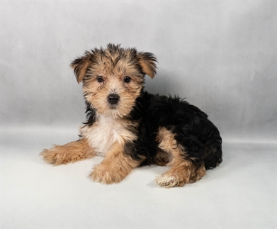 [#M11052] Black and Tan F Yorkshire Terrier Puppies for Sale